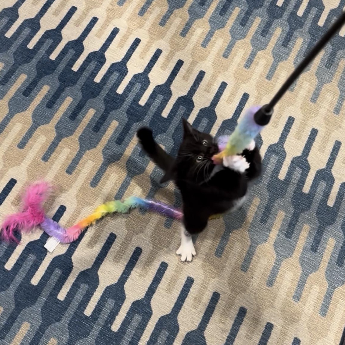 Ravioli, Adoptable, Kitten Female Domestic Short Hair & Tuxedo.