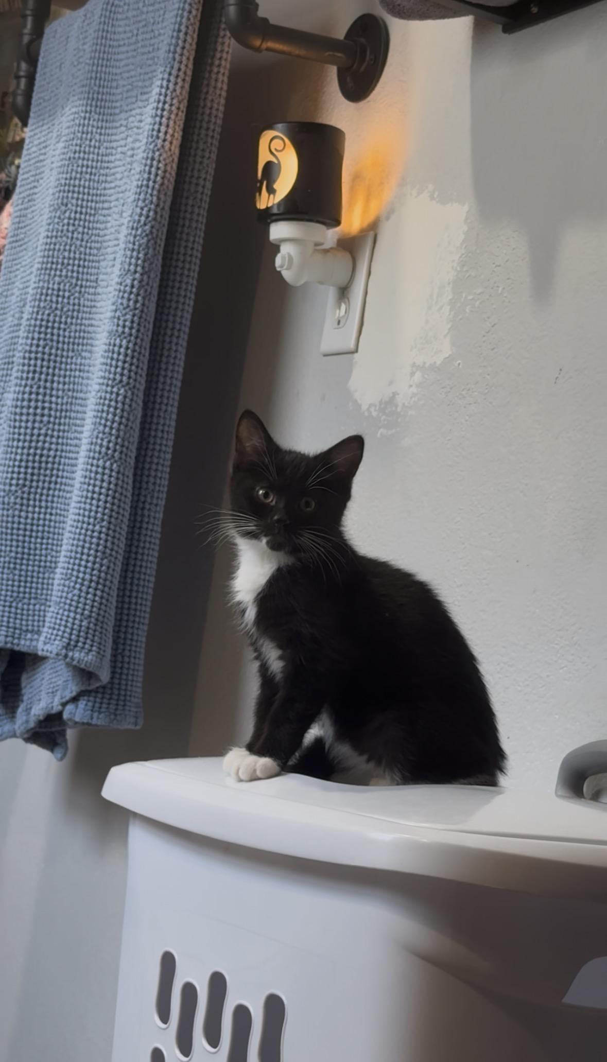 Ravioli, a Adoptable Domestic Short Hair image 5/5