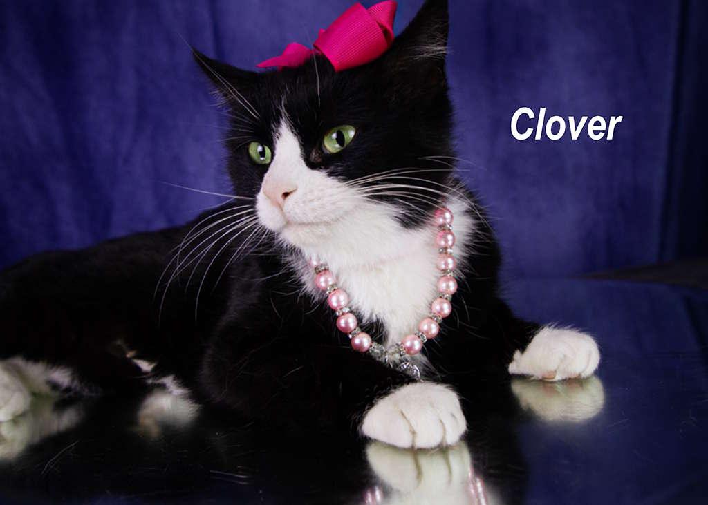 Enlarge Clover, an adopted Tuxedo in York, NE image 4/5