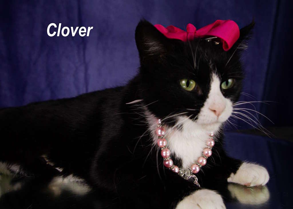 Clover, adopted, Young Female Tuxedo.