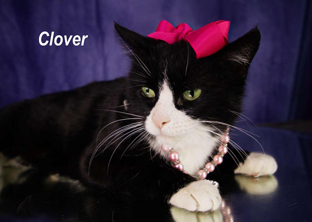 Enlarge Clover, an adopted Tuxedo in York, NE image 2/5