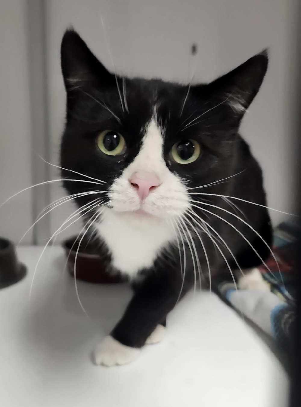 Enlarge Clover, an adopted Tuxedo in York, NE image 5/5