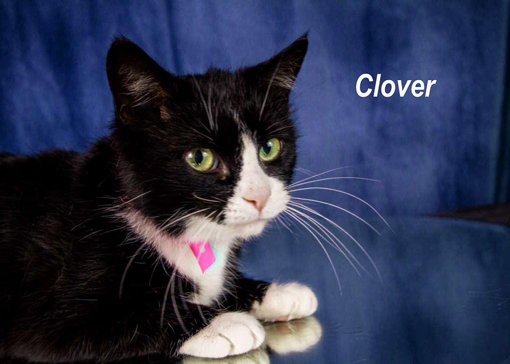 Enlarge Clover, an adopted Tuxedo in York, NE image 3/5