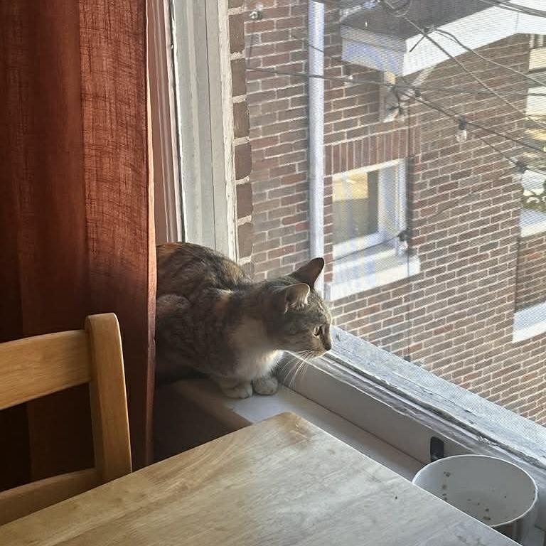 Butterfly, Adoptable, Adult Female Domestic Short Hair.