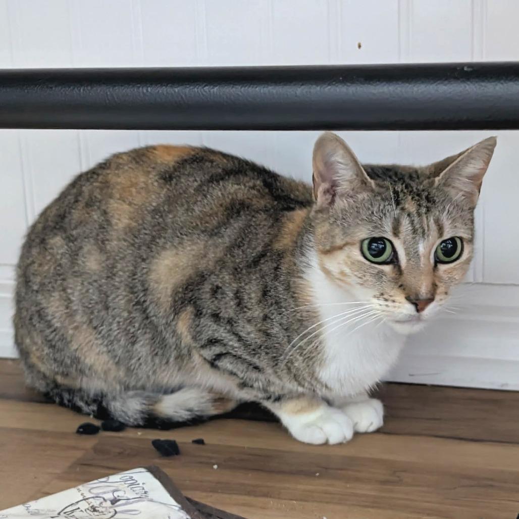 Enlarge Butterfly, a Adoptable Domestic Short Hair in Tampa, FL image 2/6