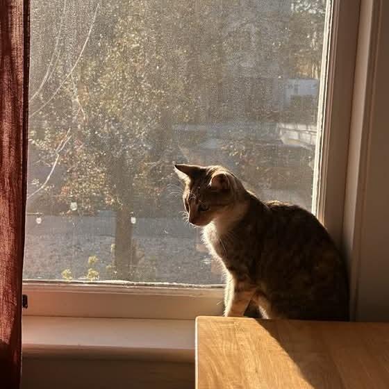 Enlarge Butterfly, a Adoptable Domestic Short Hair in Tampa, FL image 3/6