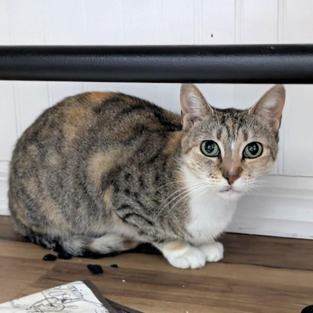 Enlarge Butterfly, a Adoptable Domestic Short Hair in Tampa, FL image 4/6