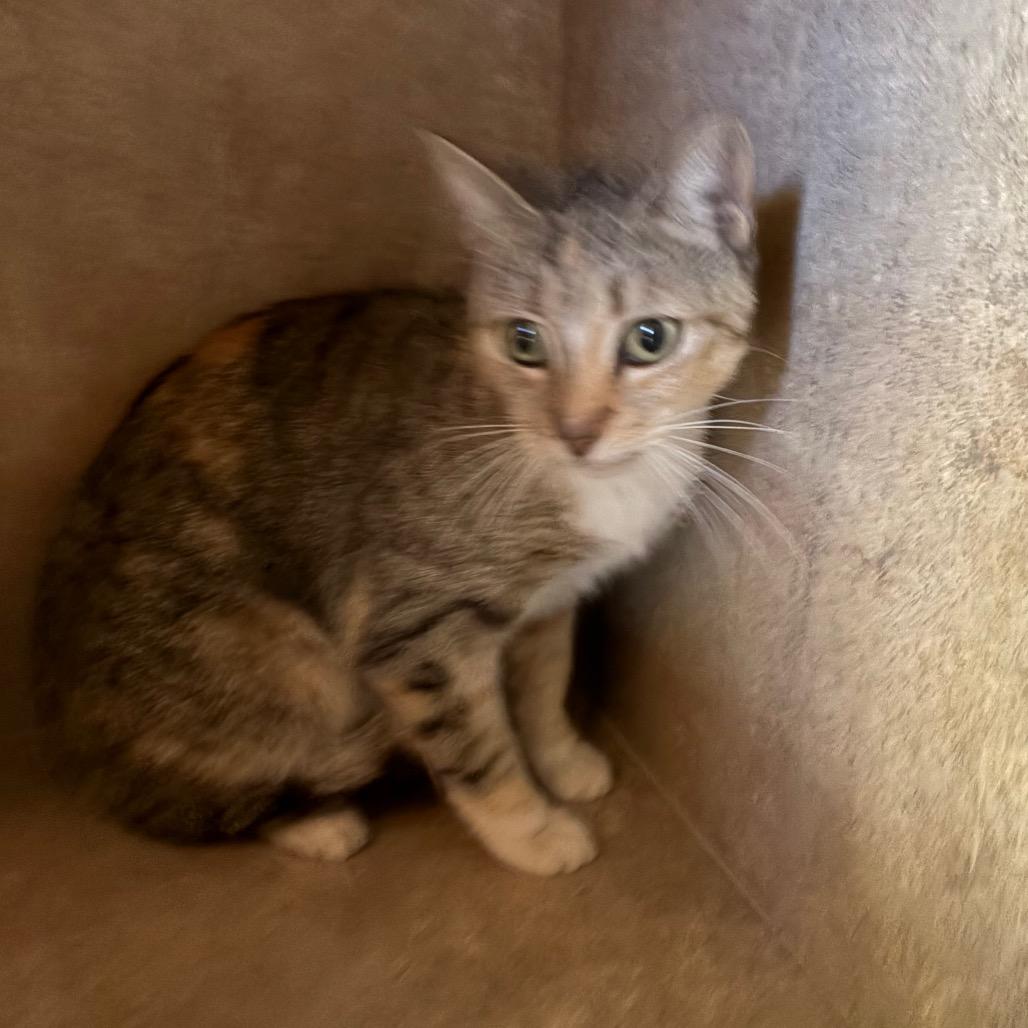 Enlarge Butterfly, a Adoptable Domestic Short Hair in Tampa, FL image 6/6