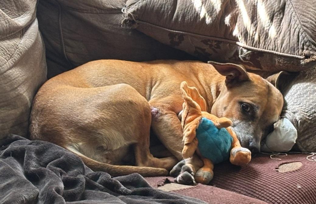 Enlarge Basil, a ADOPTABLE mixed breed in Orlando, FL image 4/5