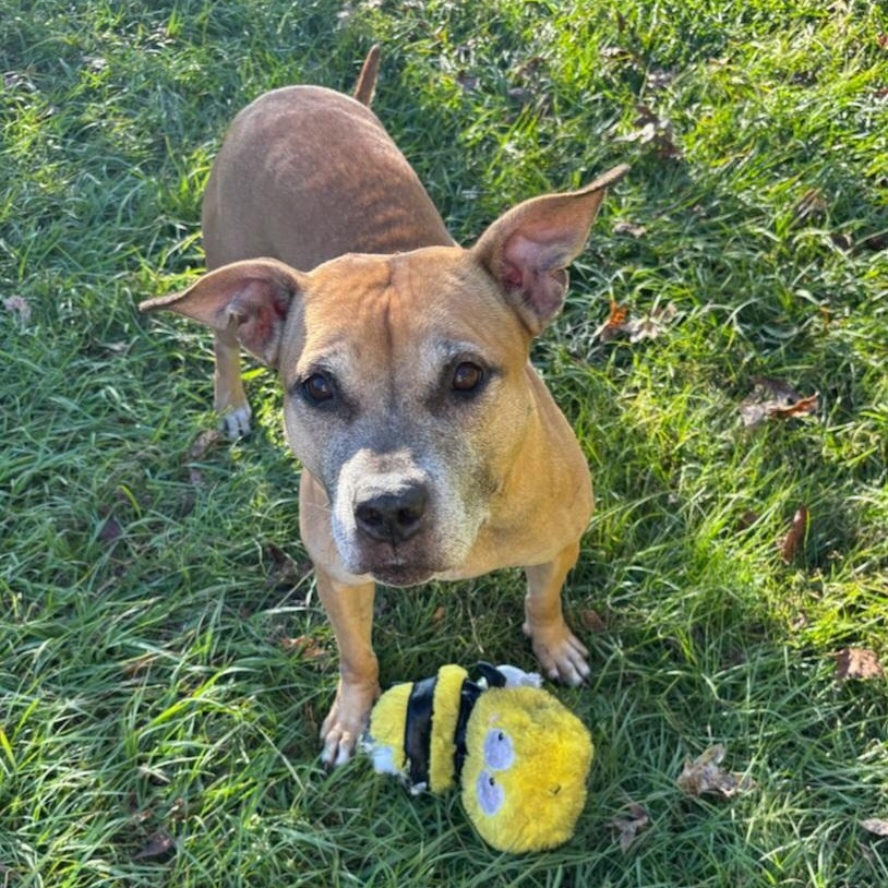 Basil, ADOPTABLE, Senior Female Mixed Breed.