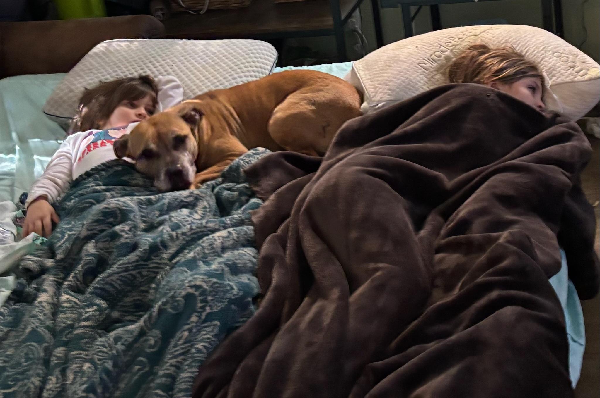 Enlarge Basil, a ADOPTABLE mixed breed in Orlando, FL image 3/5