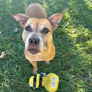 Enlarge Basil, a ADOPTABLE mixed breed in Orlando, FL image 5/5