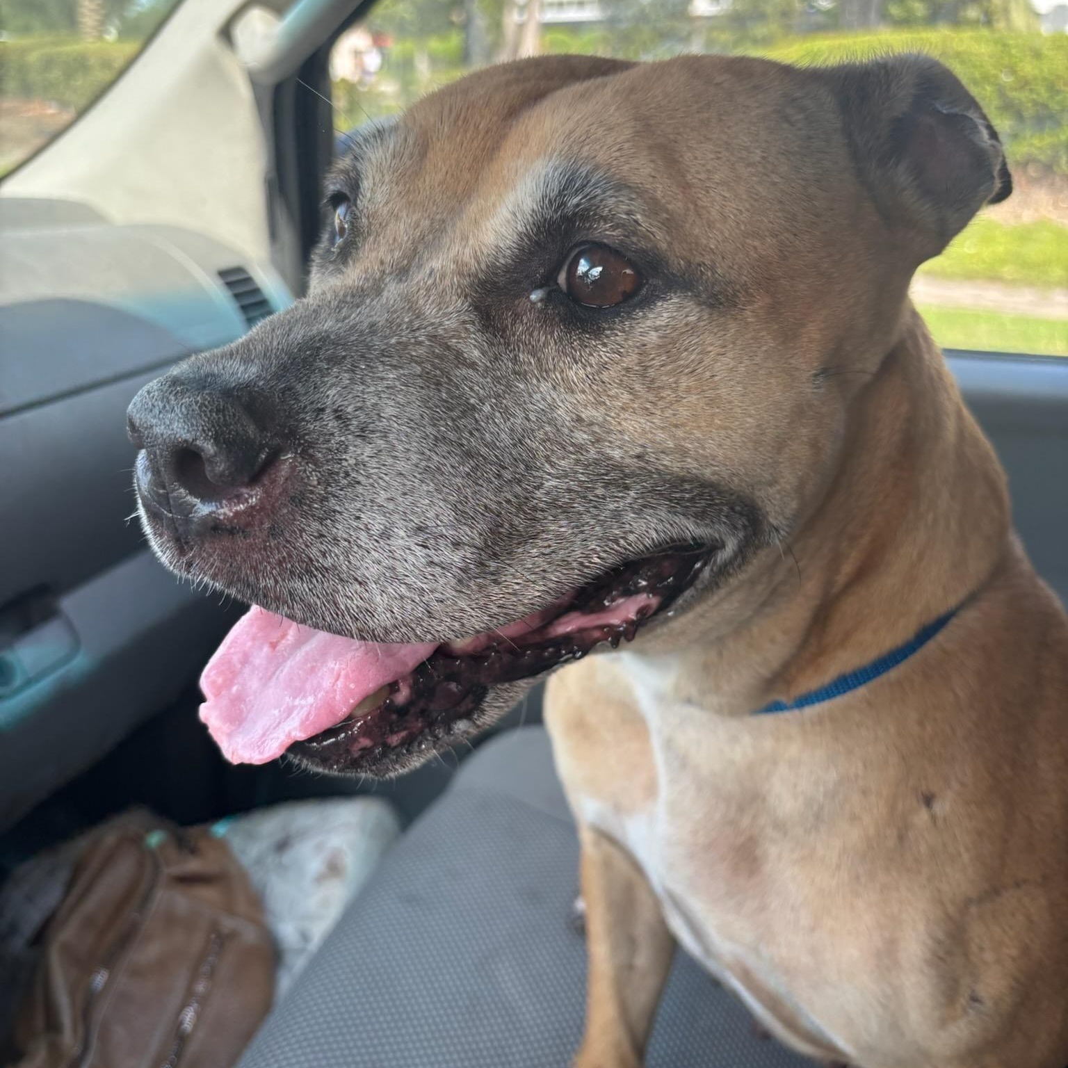 Enlarge Basil, a ADOPTABLE mixed breed in Orlando, FL image 2/5