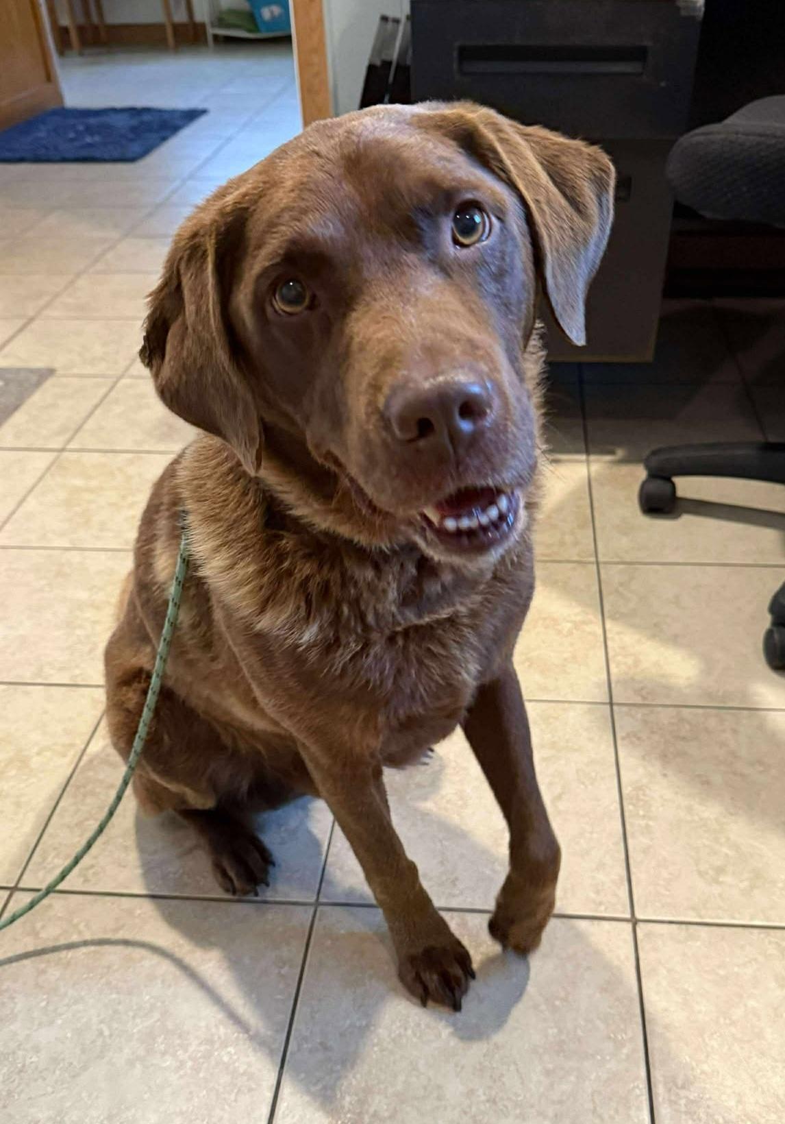 Jake (Courtesy Post), Adoptable, Senior Male Chesapeake Bay Retriever.