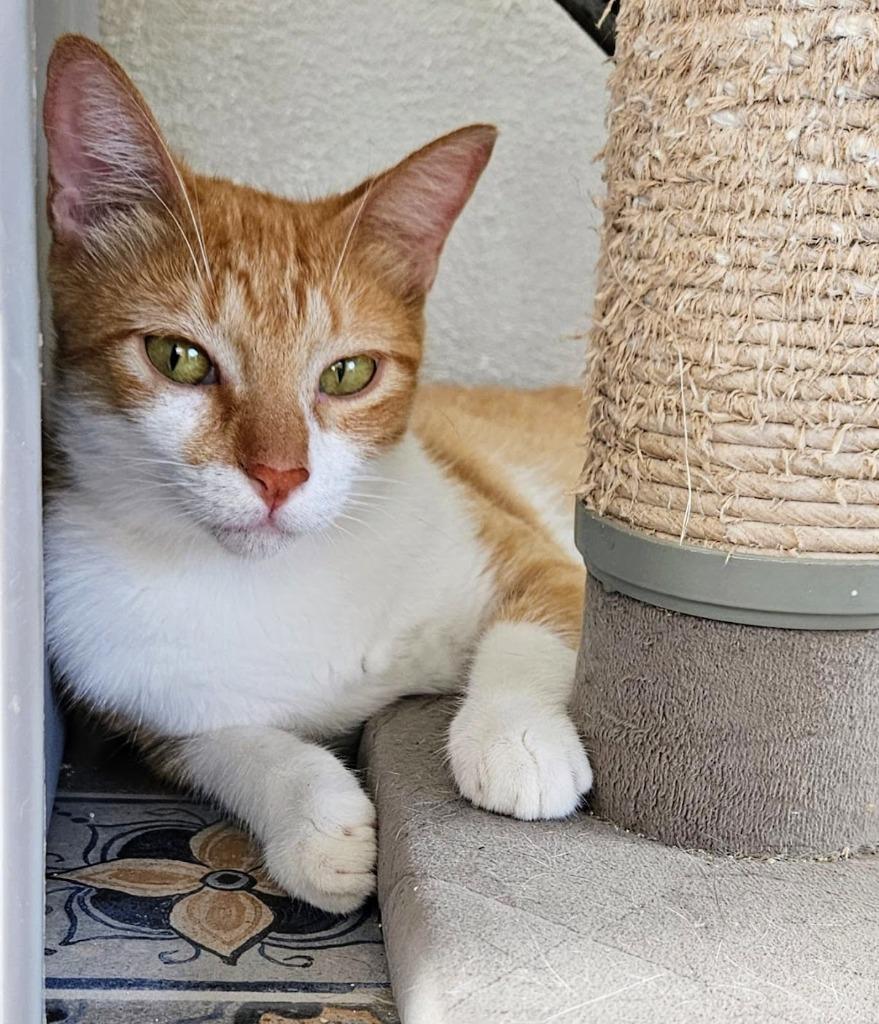 Iris — thumbnail 2