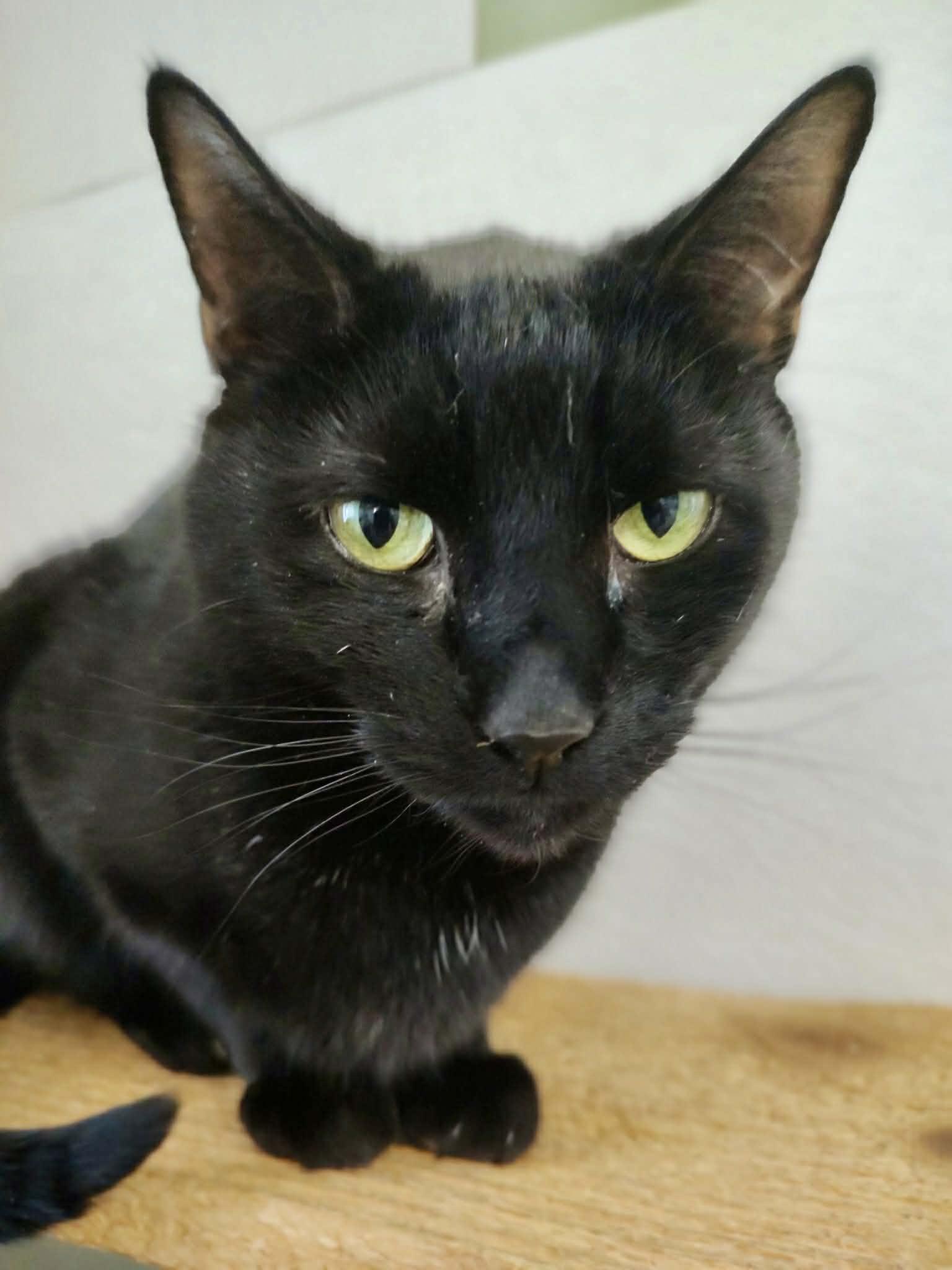 Enlarge Rebel, a ADOPTABLE Domestic Short Hair in Springfield, VT image 1/3