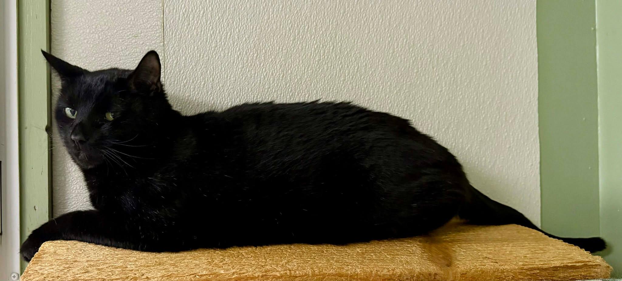 Enlarge Rebel, a ADOPTABLE Domestic Short Hair in Springfield, VT image 3/3
