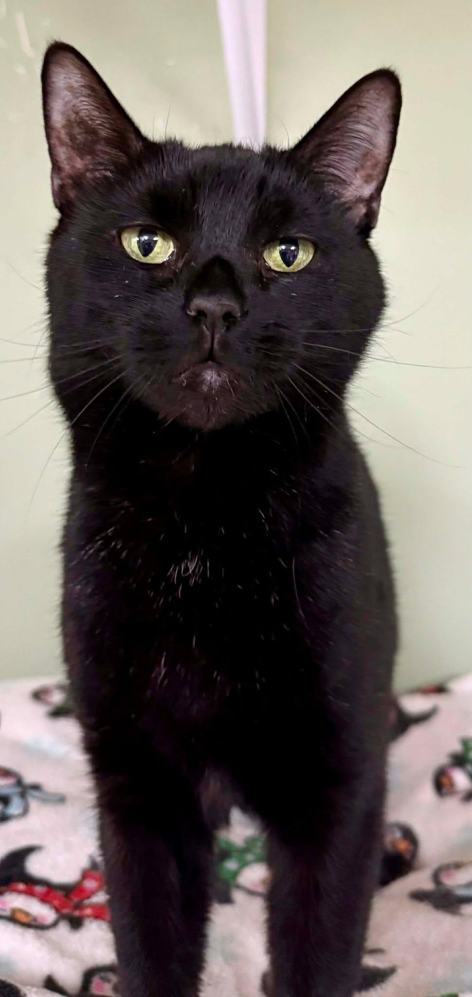 Enlarge Rebel, a ADOPTABLE Domestic Short Hair in Springfield, VT image 2/3