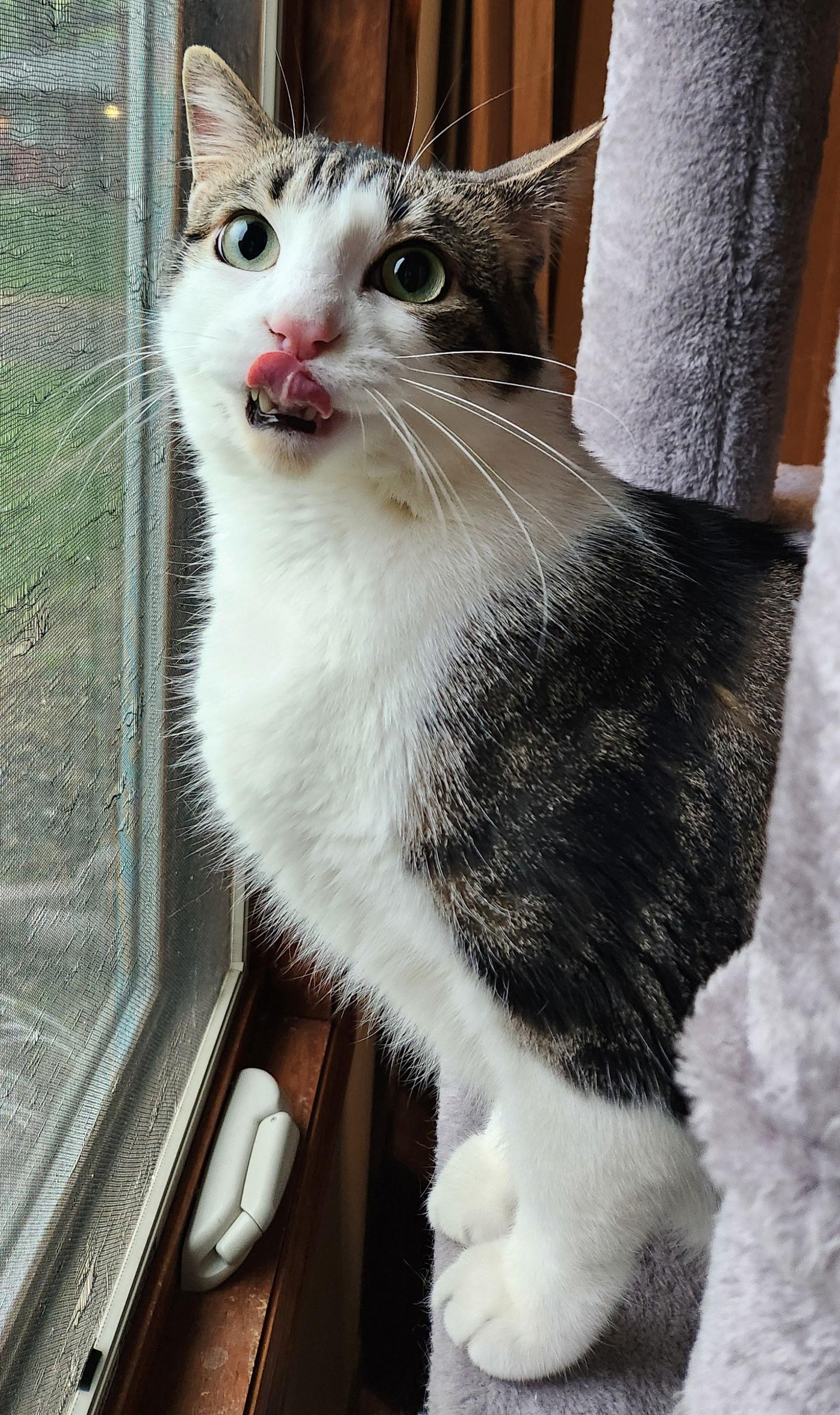 Enlarge Jaxson C3432, a Adoptable Domestic Short Hair in minneapolis, MN image 1/3