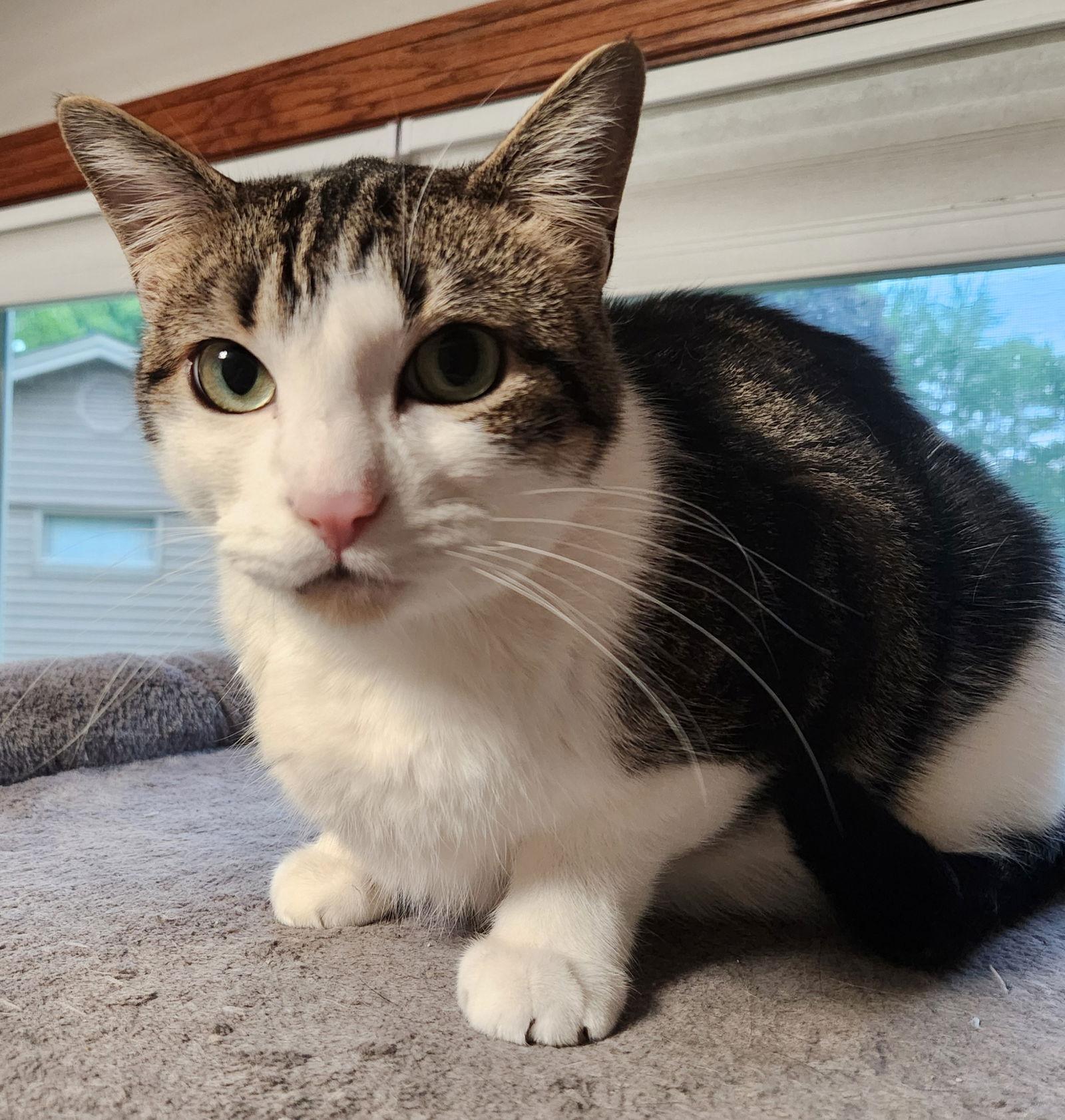 Enlarge Jaxson C3432, a Adoptable Domestic Short Hair in minneapolis, MN image 2/3