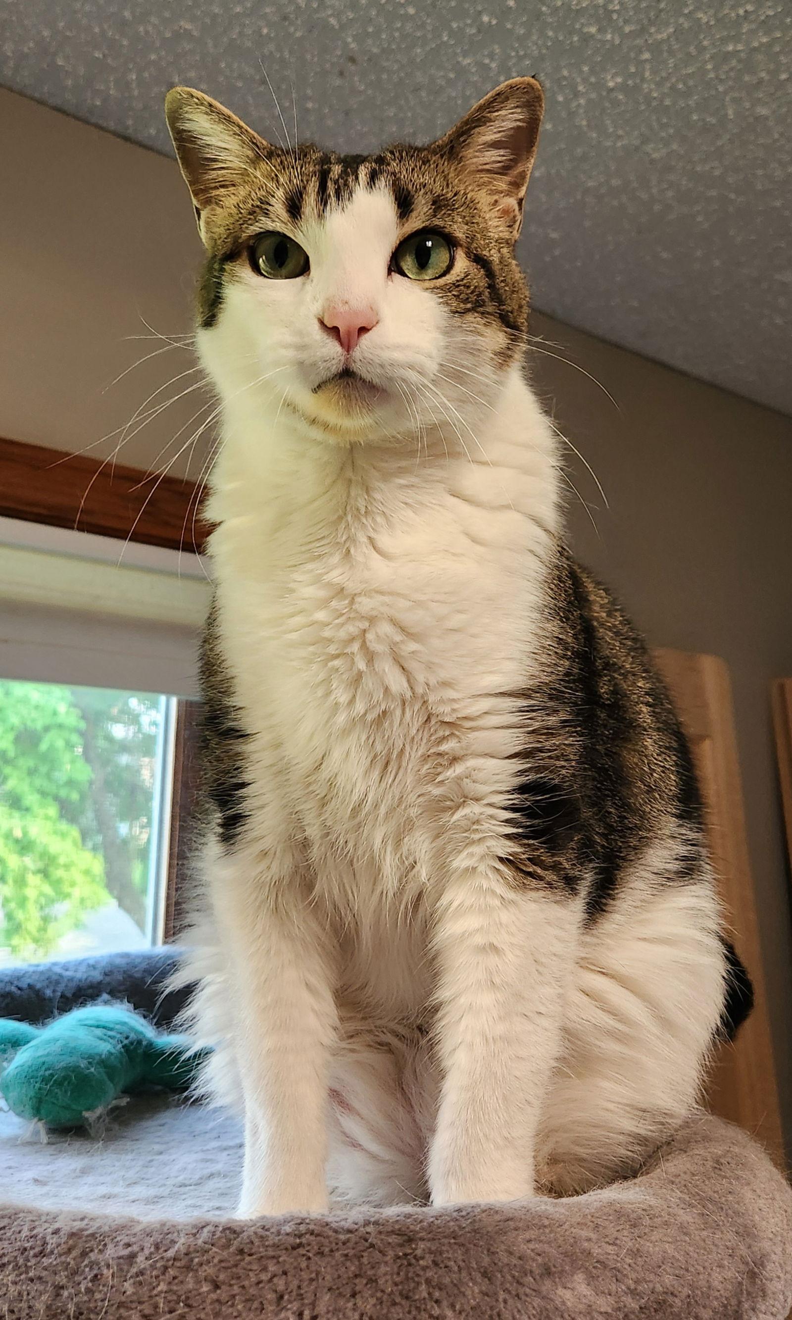 Jaxson C3432, Adoptable, Adult Male Domestic Short Hair.