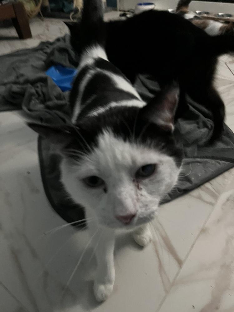 Bruno, Adoptable, Adult Male Domestic Short Hair.