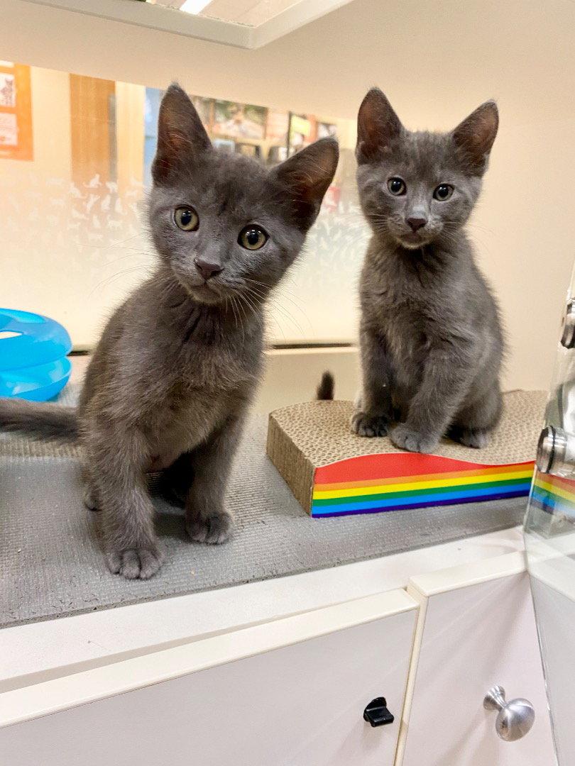 Picchu (bonded with Machu), Adopted, Kitten Female Domestic Short Hair.