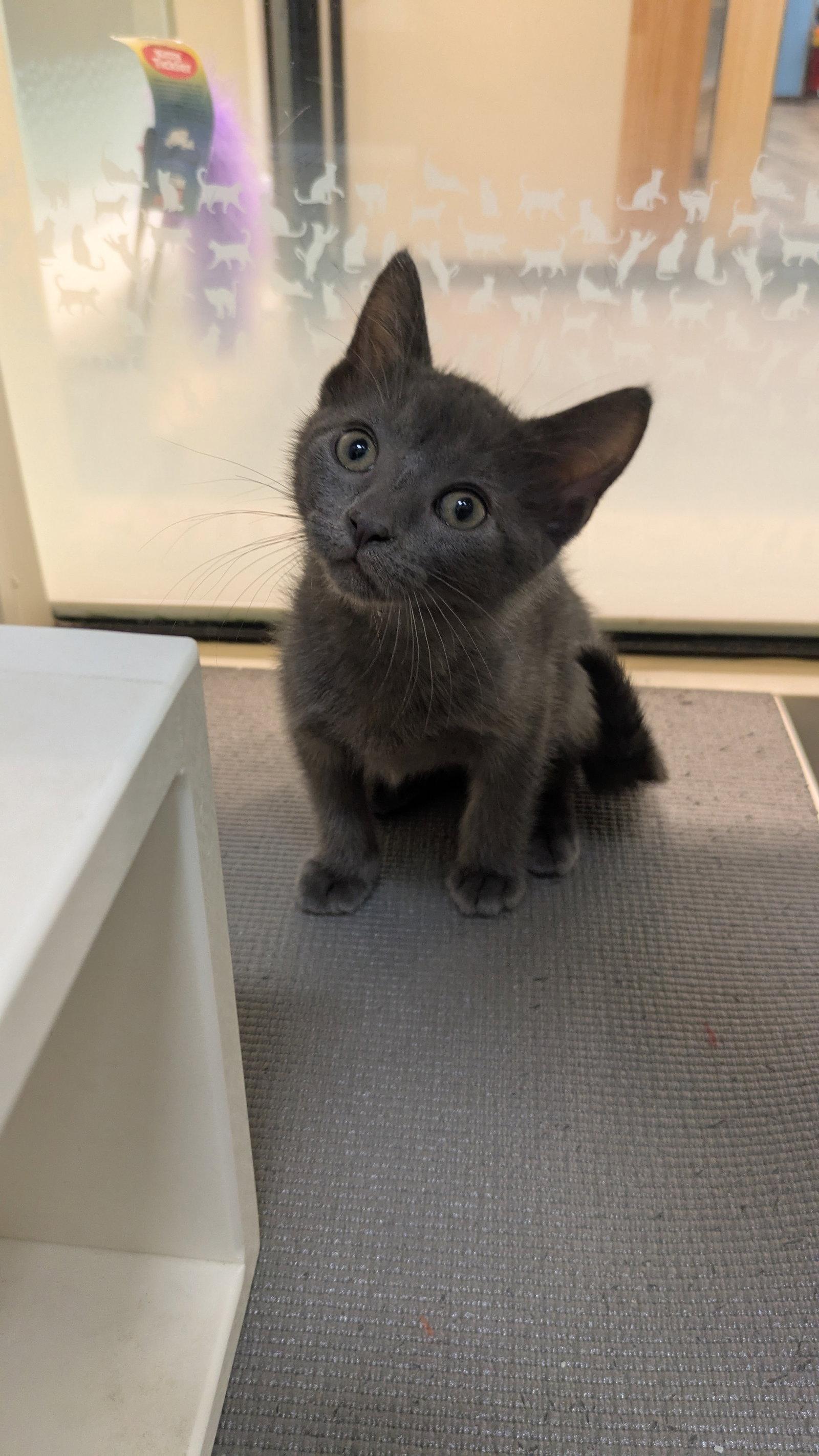Picchu (bonded with Machu), a Adopted Domestic Short Hair in Oakland, CA image 2/2