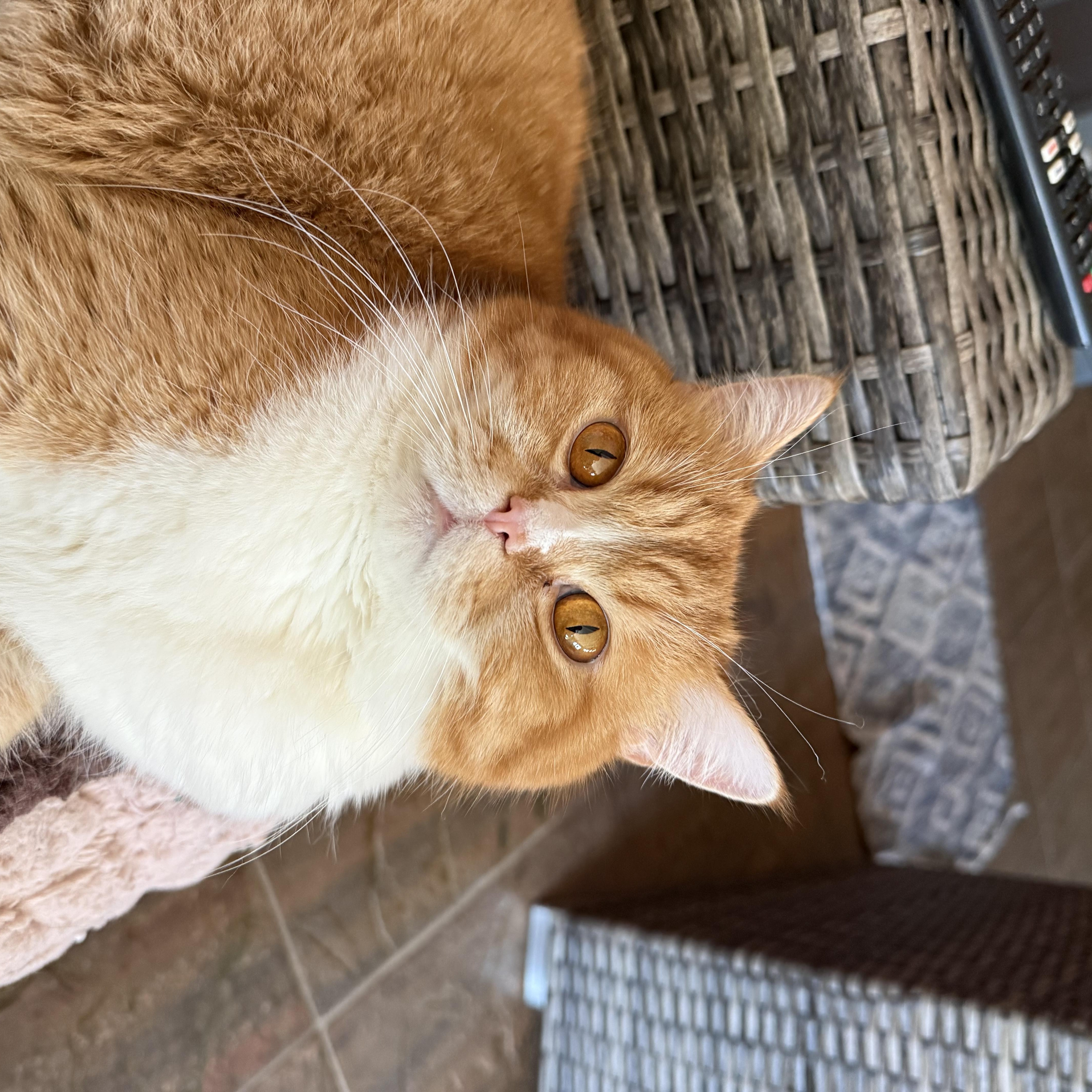 Hermes, adopted, Adult Male British Shorthair.