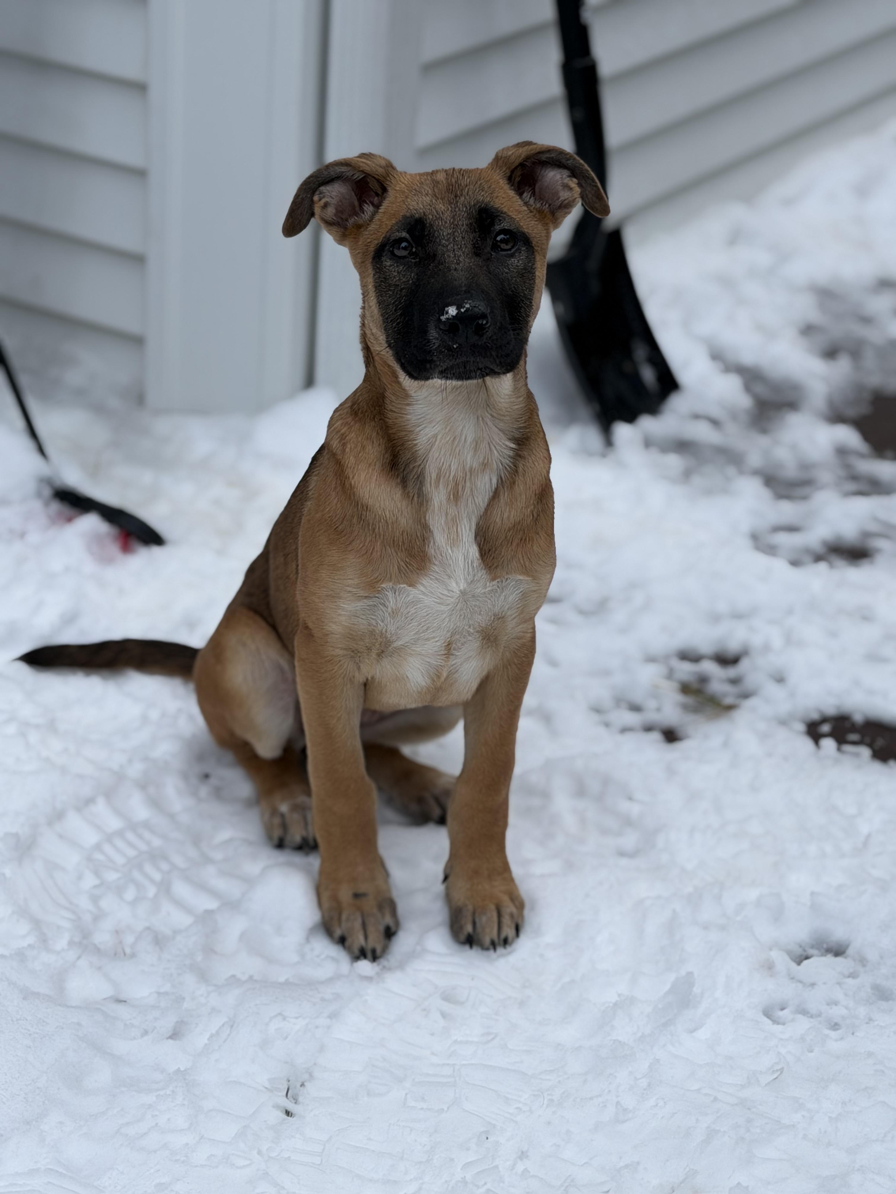 Peony, Adoptable, Puppy Female Shepherd.