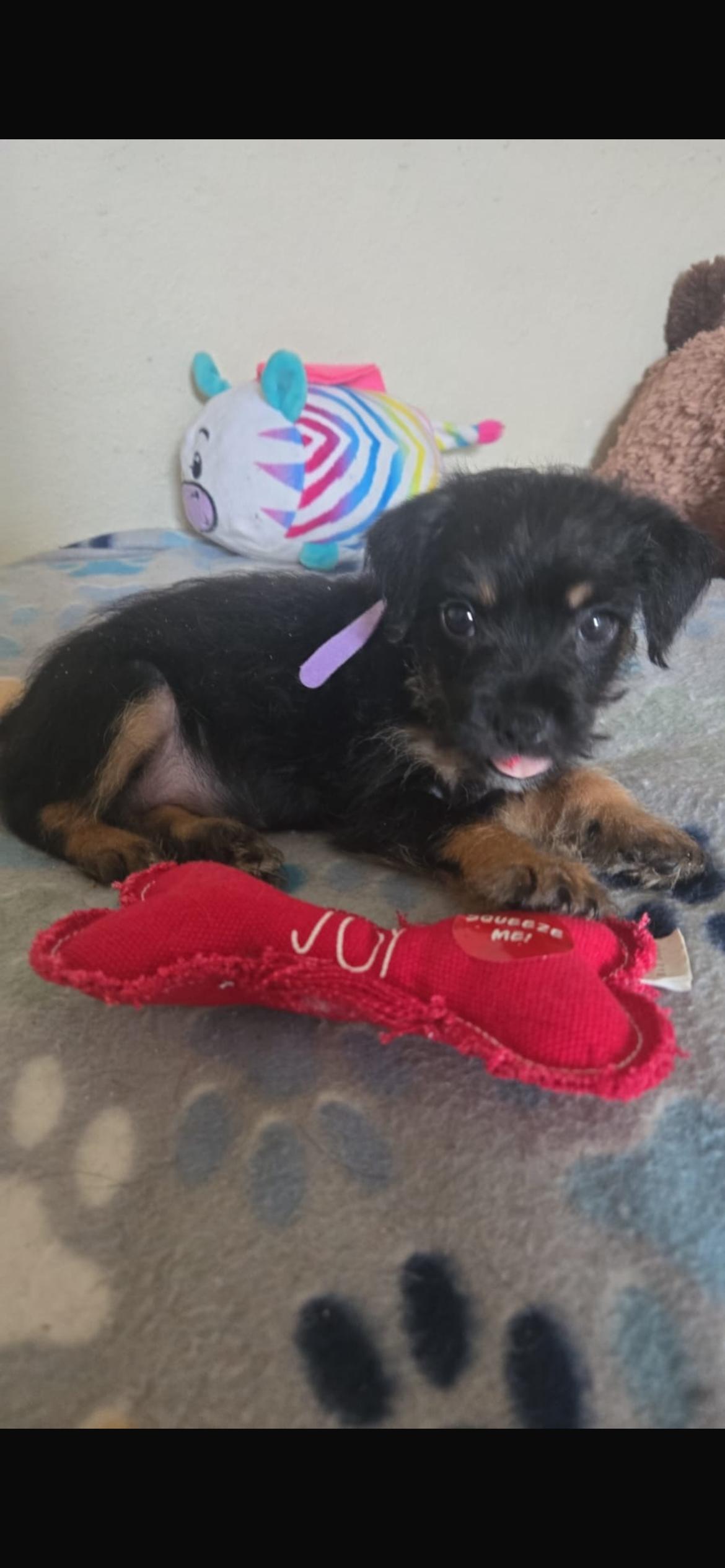 Enlarge Roxy, an adoptable mixed breed in Virginia Beach, VA image 1/1