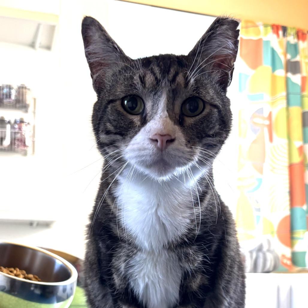 Boxer, Adoptable, Adult Male Domestic Short Hair.