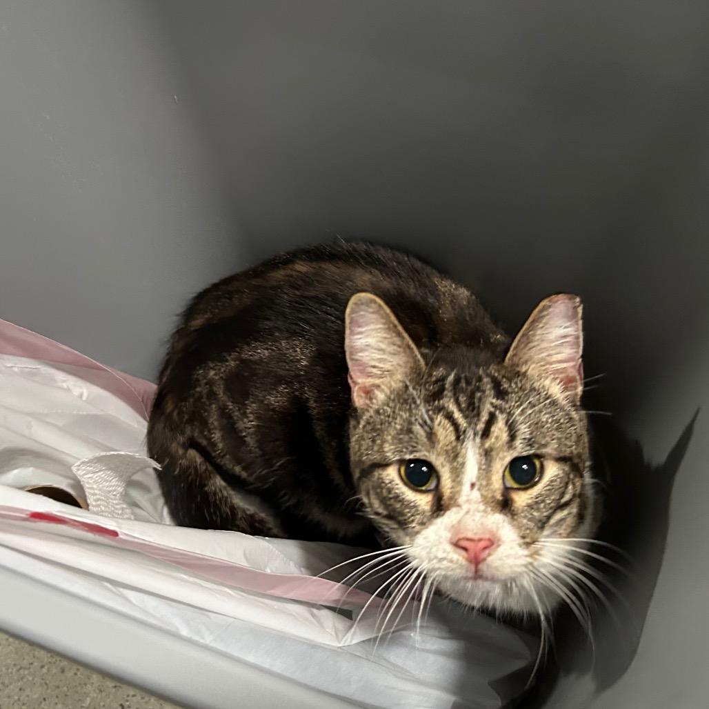 Enlarge Boxer, a Adoptable Domestic Short Hair in Oyster Bay, NY image 2/3