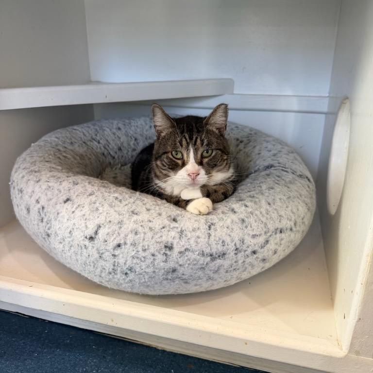 Enlarge Boxer, a Adoptable Domestic Short Hair in Oyster Bay, NY image 3/3