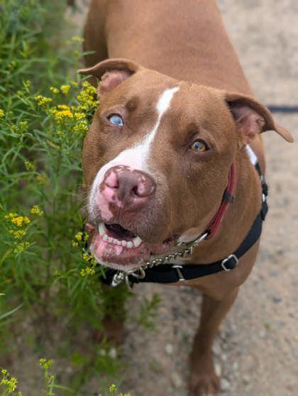 Sky, Adoptable, Adult Male Mixed Breed & Mixed Breed.