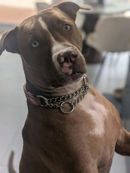 Sky, a Adoptable mixed breed in Montreal, QC image 2/3