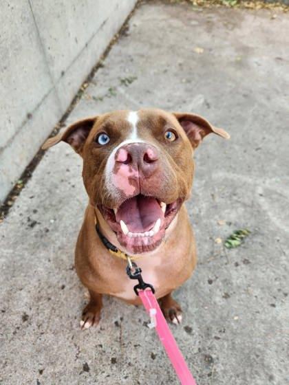 Sky, Adoptable, Young Male Mixed Breed & Mixed Breed.