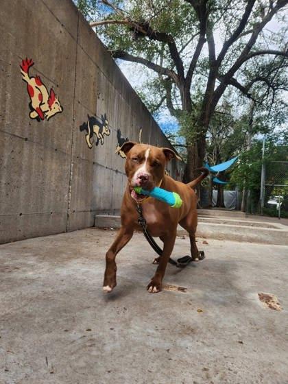 Enlarge Sky, a Adoptable mixed breed in Montreal, QC image 2/3