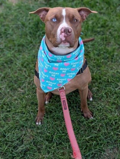 Sky, a Adoptable mixed breed in Montreal, QC image 3/3