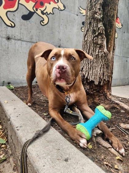 Enlarge Sky, a Adoptable mixed breed in Montreal, QC image 3/3