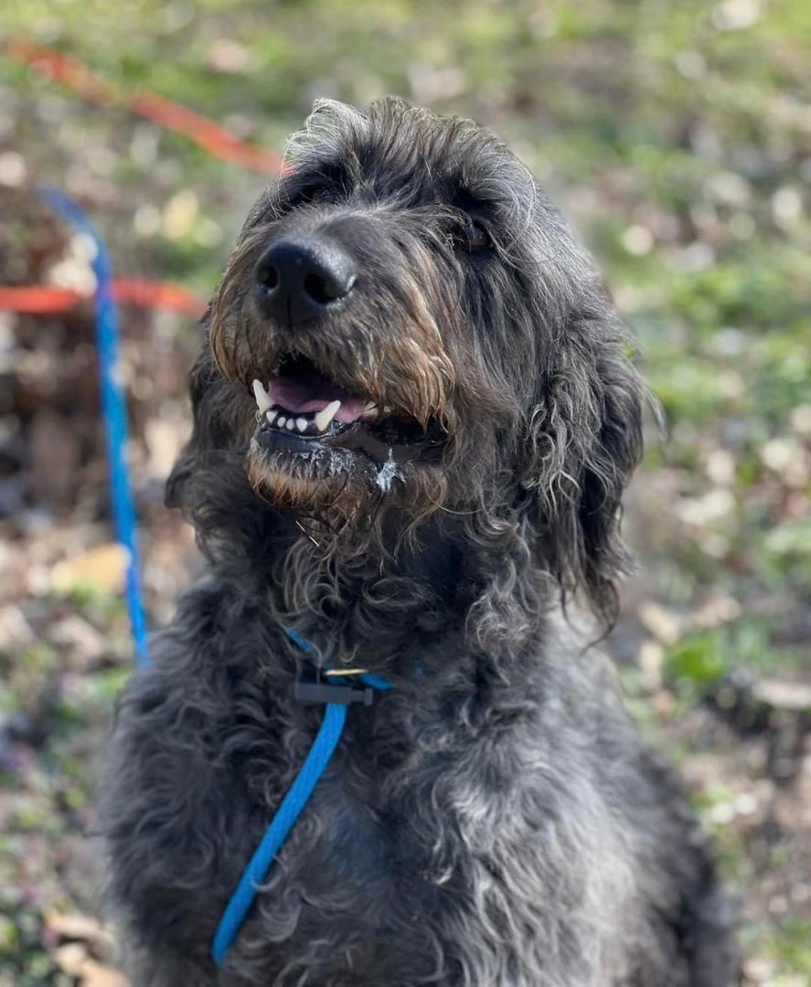 Enlarge Quincy, a Adopted mixed breed in Springfield, IL image 4/5