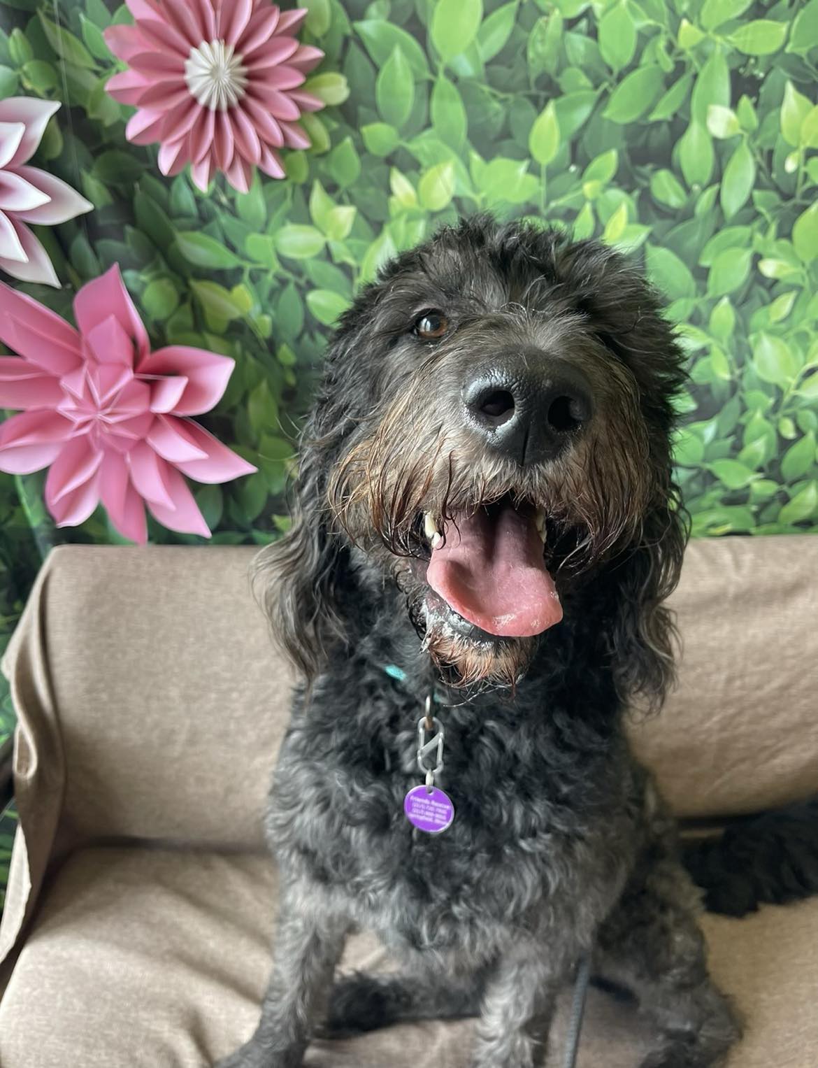 Enlarge Quincy, a Adopted mixed breed in Springfield, IL image 1/5