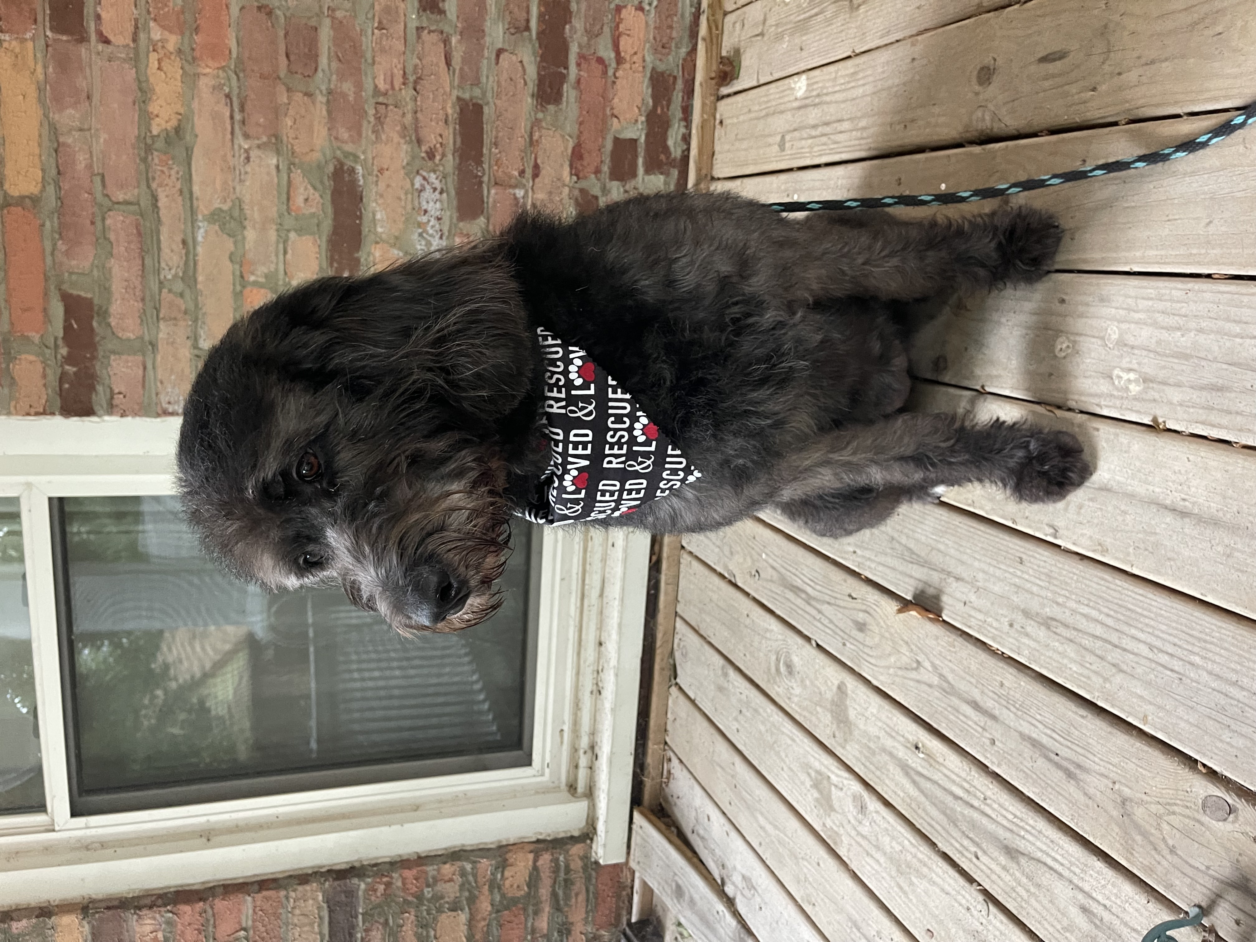 Enlarge Quincy, a Adopted mixed breed in Springfield, IL image 2/5