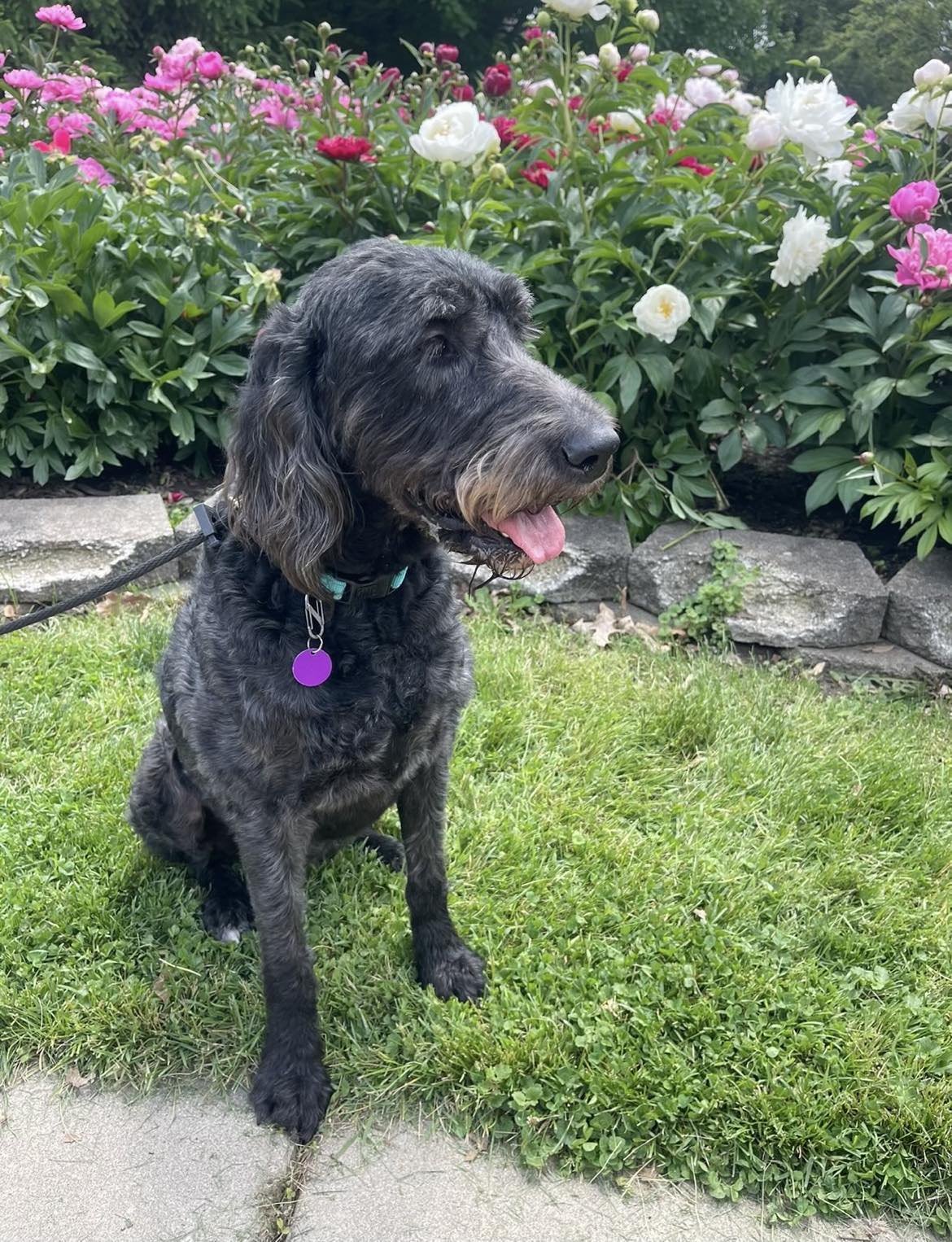 Enlarge Quincy, a Adopted mixed breed in Springfield, IL image 3/5