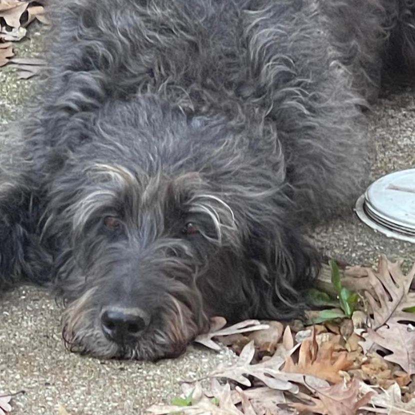 Enlarge Quincy, a Adopted mixed breed in Springfield, IL image 5/5