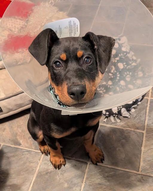 Lincoln, a Adoptable mixed breed in Crescent city, CA image 2/3