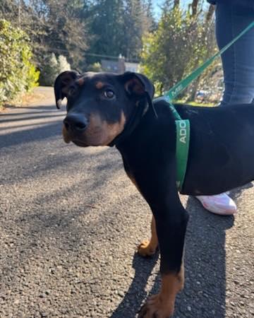 Lincoln, a Adoptable mixed breed in Crescent city, CA image 1/3