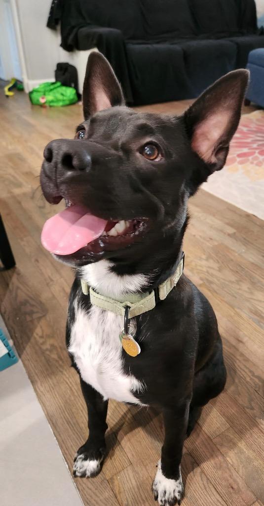 Tater Tot (AKA Onyx), ADOPTABLE, Puppy • Male, Pit Bull Terrier & Australian Kelpie.