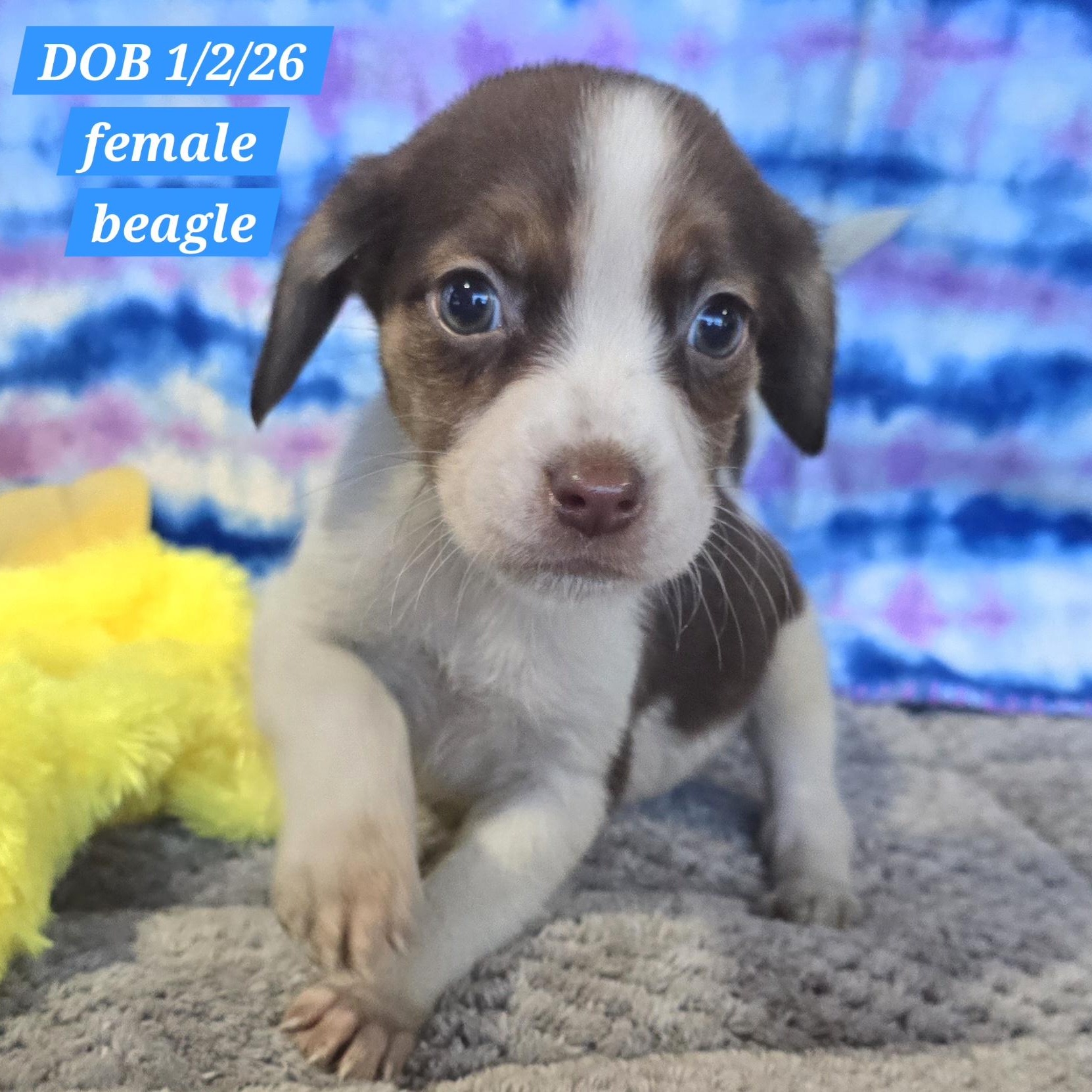 Sunny, adopted, Puppy Female Beagle.