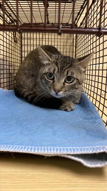 BARN CAT RUFFLES, Adoptable, Adult Male Domestic Short Hair.